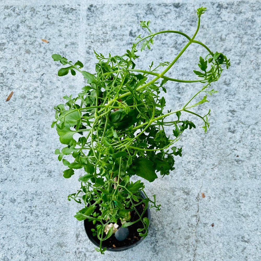 UNROOTED Cuttings RARE Kalanchoe Schizophylla Two Cuttings - Picture 3 of 17